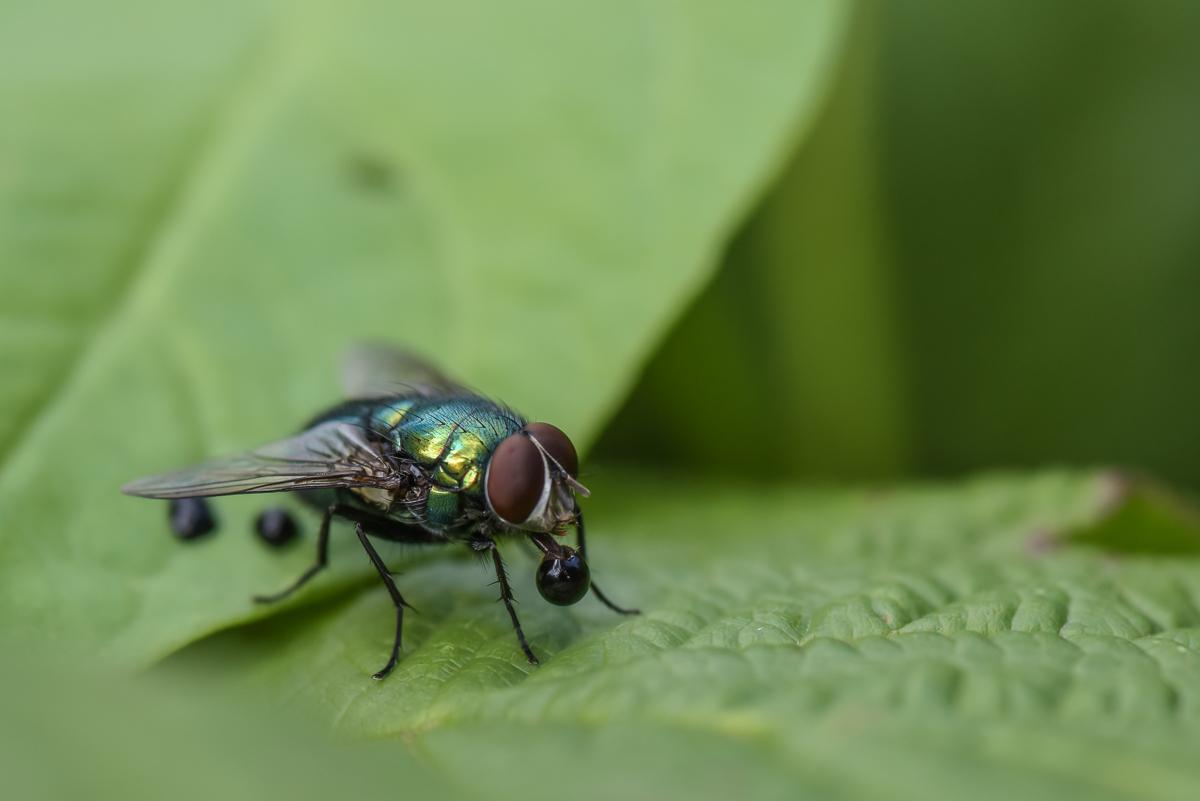 Fliege-2.jpg
