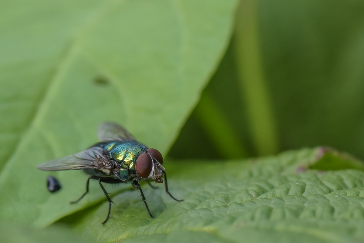 Fliege-1.jpg