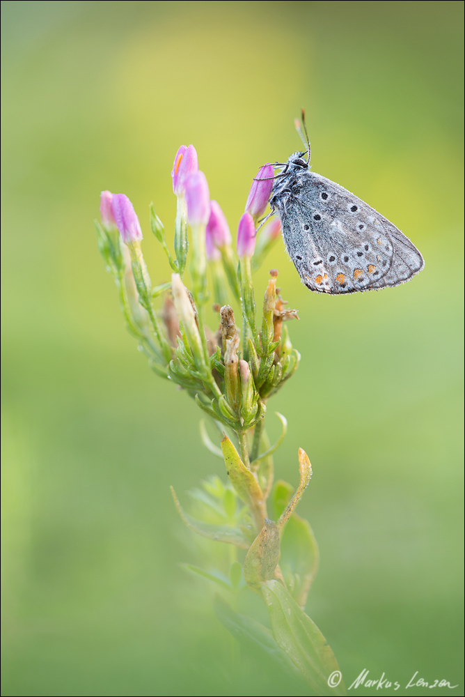 Geißklee-Bläuling - IMG_3439_20150820.jpg