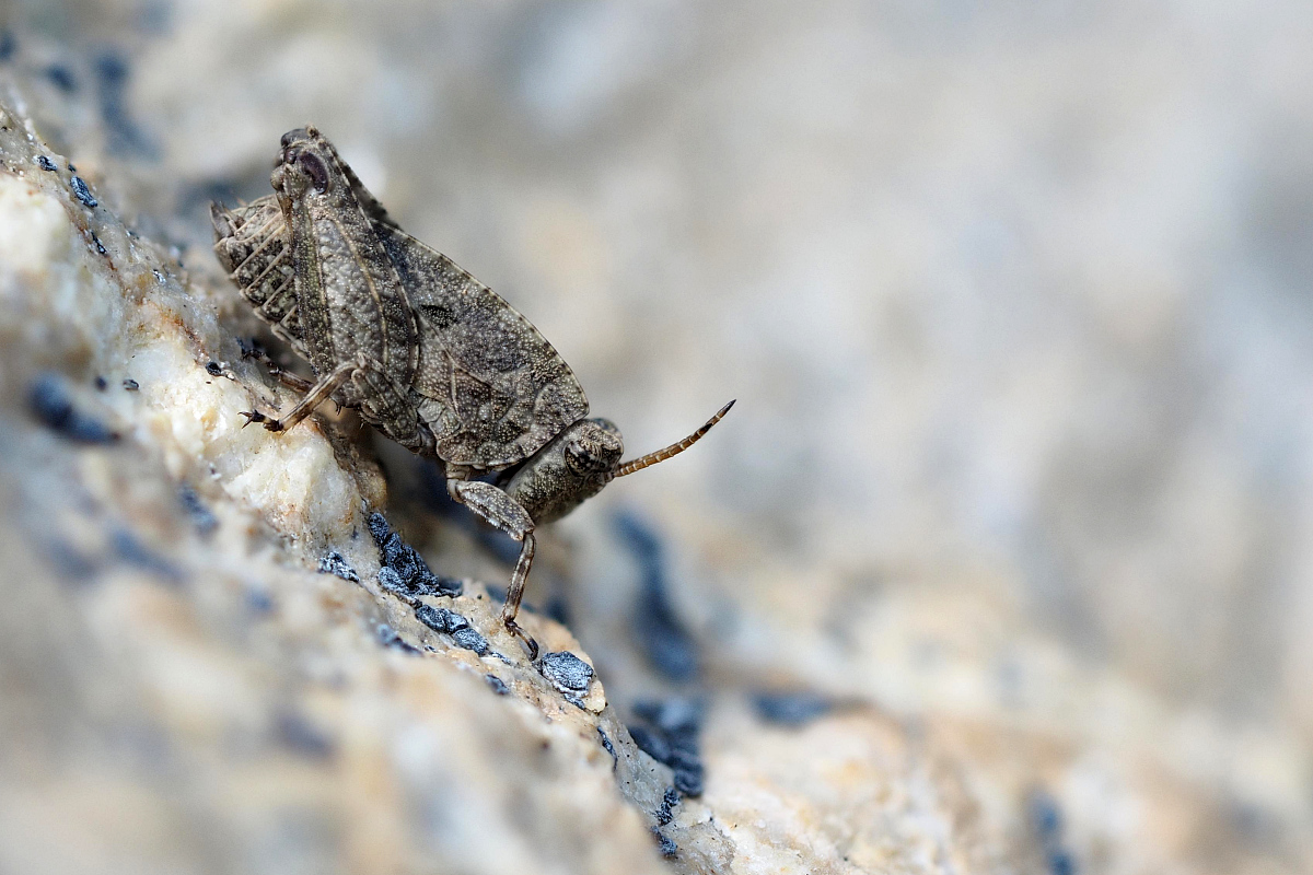 2015-08-23_Dornschrecke_Freihand-Stack-7-Bilder.jpg