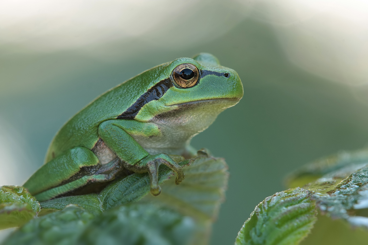 Laubfrosch_jung_IMG_5525.jpg