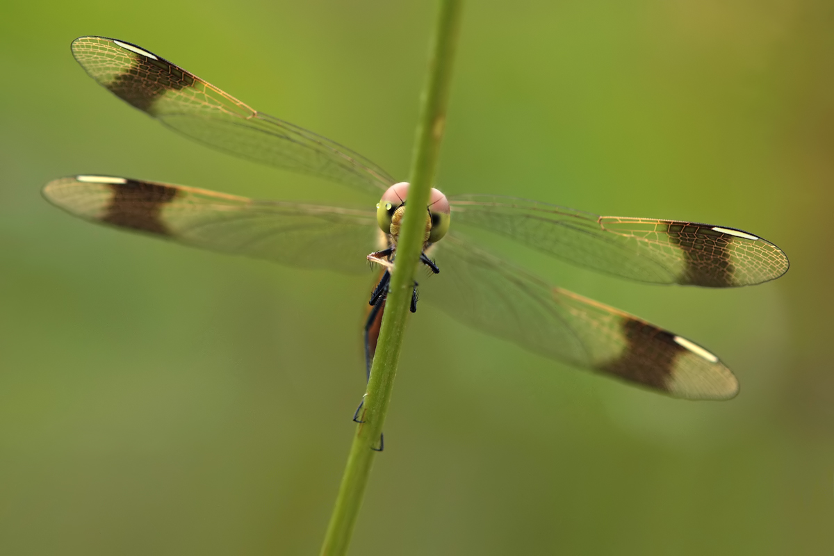 Sympetrum pedemontanum_IMG_1288b.jpg