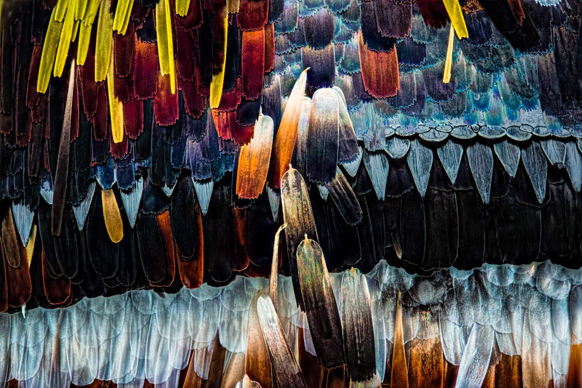 1.Nikon E 10, 331 B, 0,0025 mm.jpg