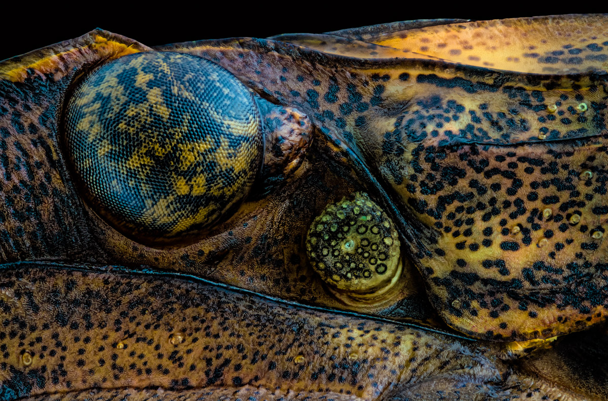 1.Zeiss 6,3, 348 B, 0,005 mm.jpg