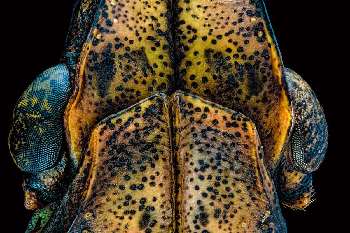2..Zeiss 6,3, 156 B, 0,005 mm.jpg