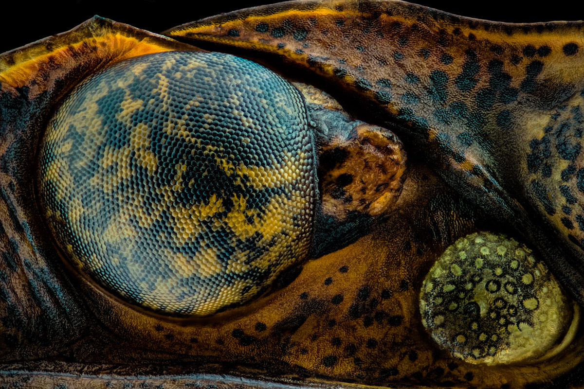 3.Nikon E 10, 354 B, 0,0025 mm.jpg