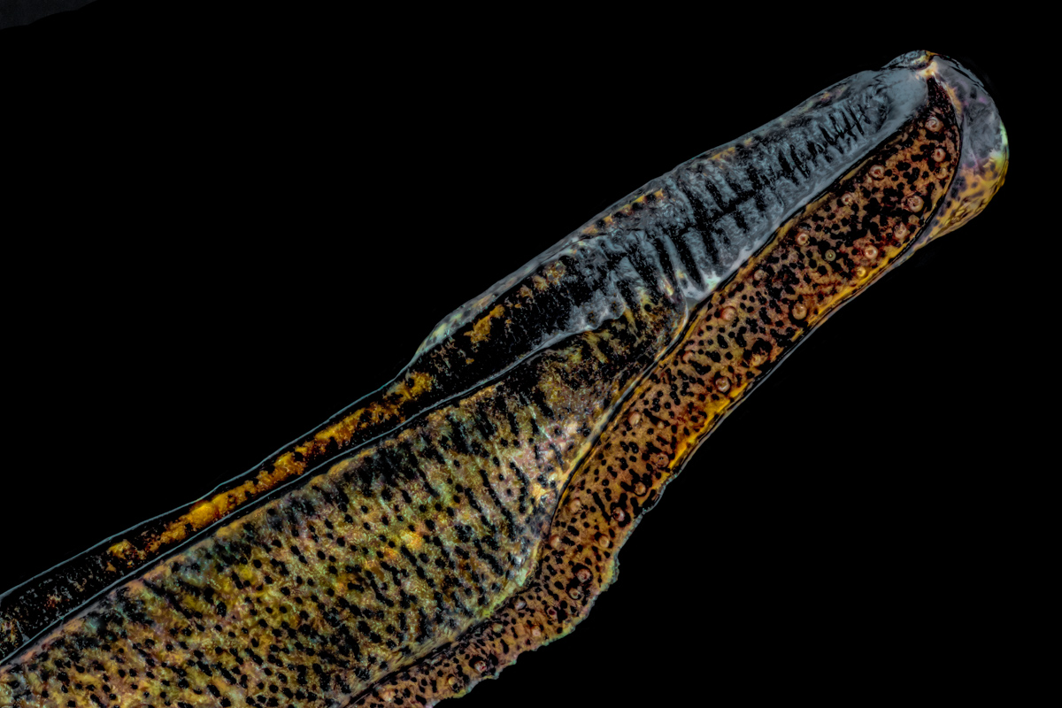 4.Schneider 50, 123 B, 0,015 mm.jpg