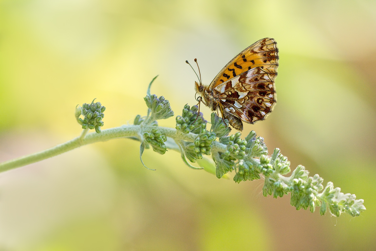 Boloria-dia-OG078299.jpg