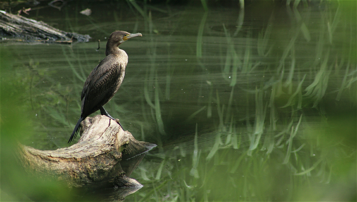 kormoran01makro.jpg