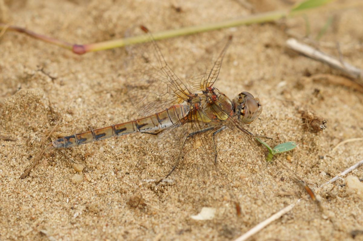 DSC045352_1200.jpg