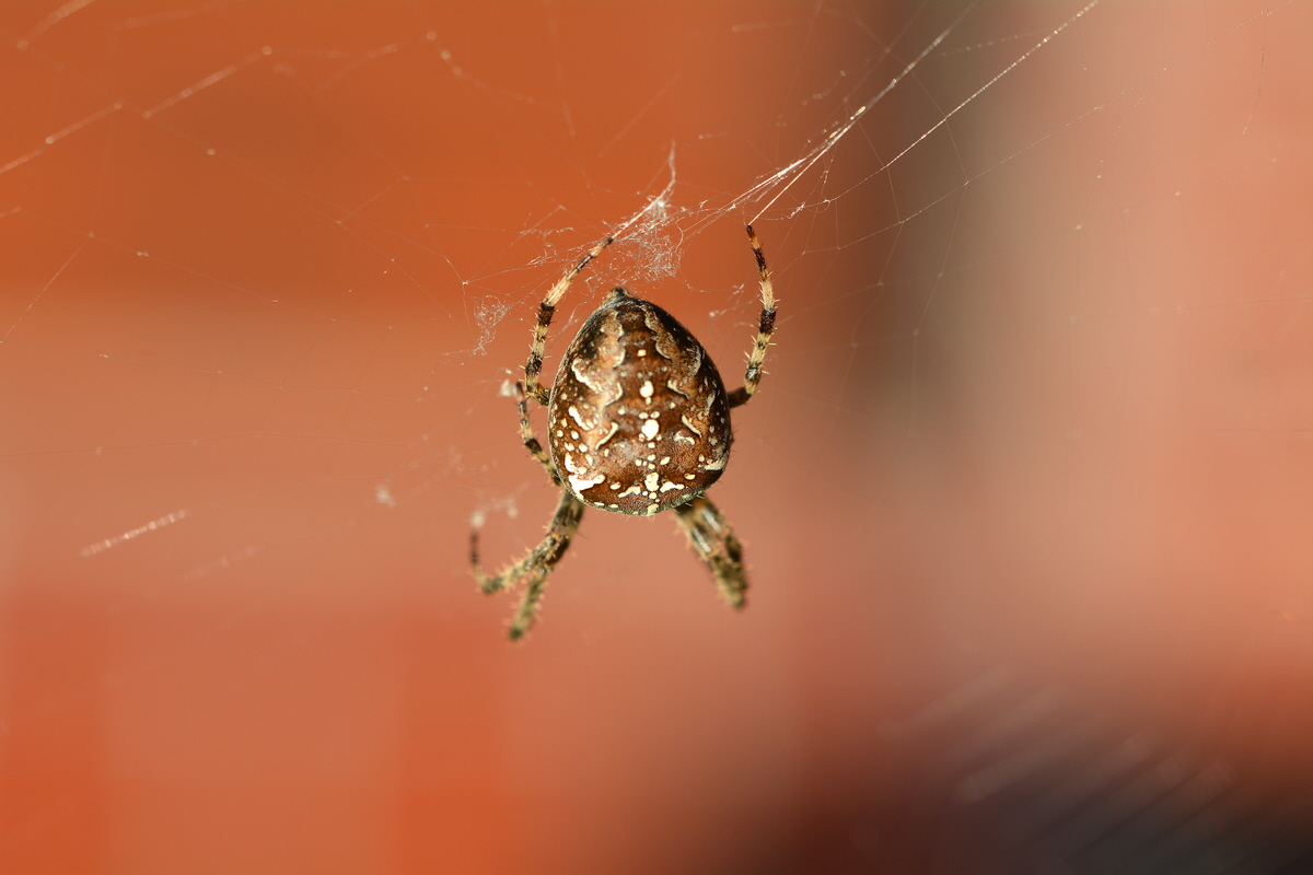 WOC-K_Spinne.jpg