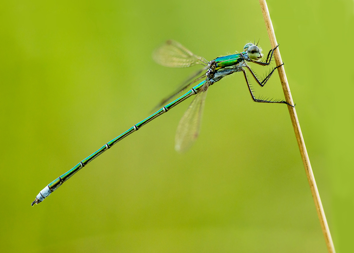 Lestes dryas web.jpg