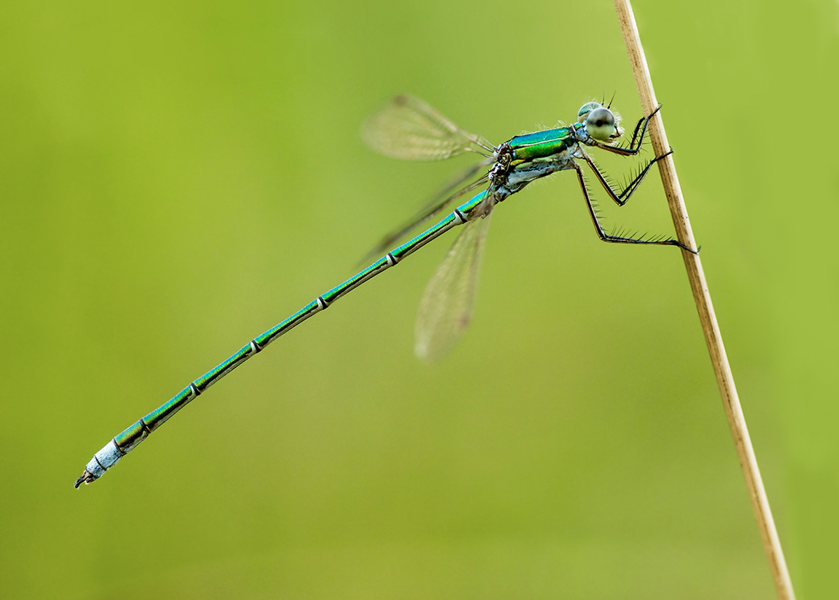 Lestes virens web-2.jpg