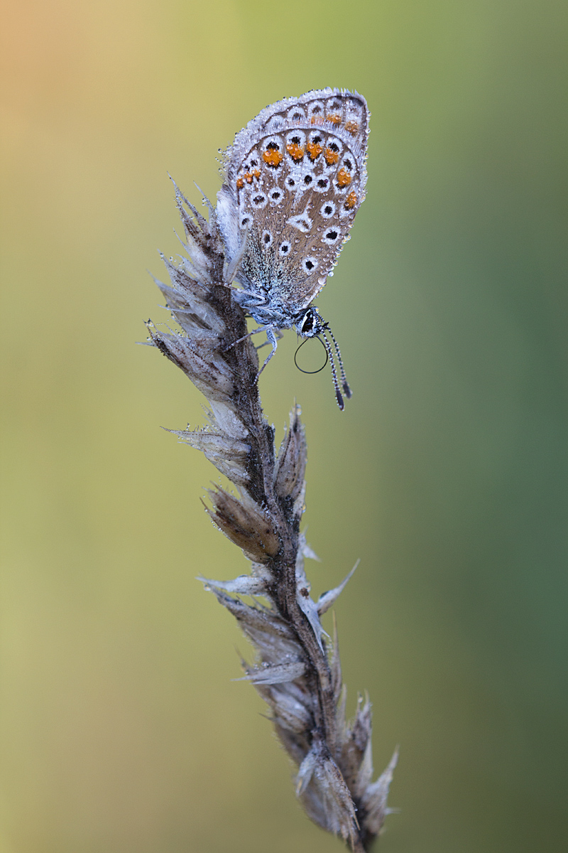 Rüssler Kopie-2.jpg