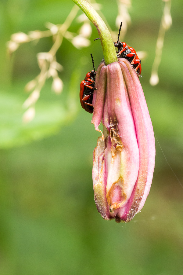 Türkenbund-Lilienhähnchen.JPG