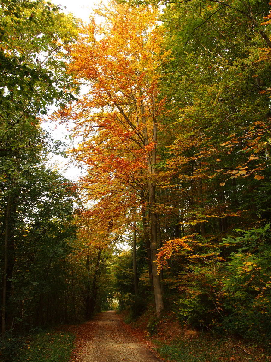 PA110547.jpg