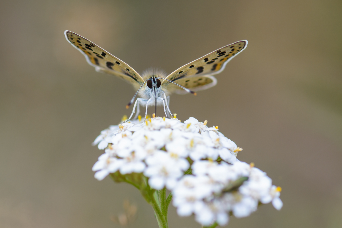 Mir-20150816-8144-2.jpg