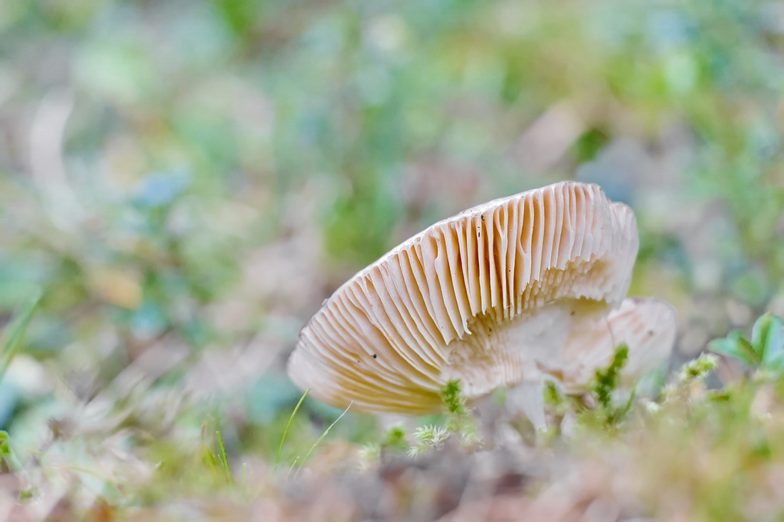 DSC05677 Pilzfarbrausch...kl-10 be.jpg