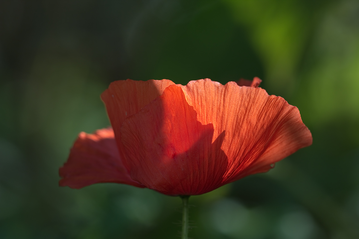 IMG_1554_4.5_1.500_160_Mohn_Otto.jpg