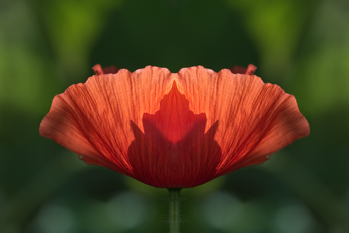 Mohn.jpg
