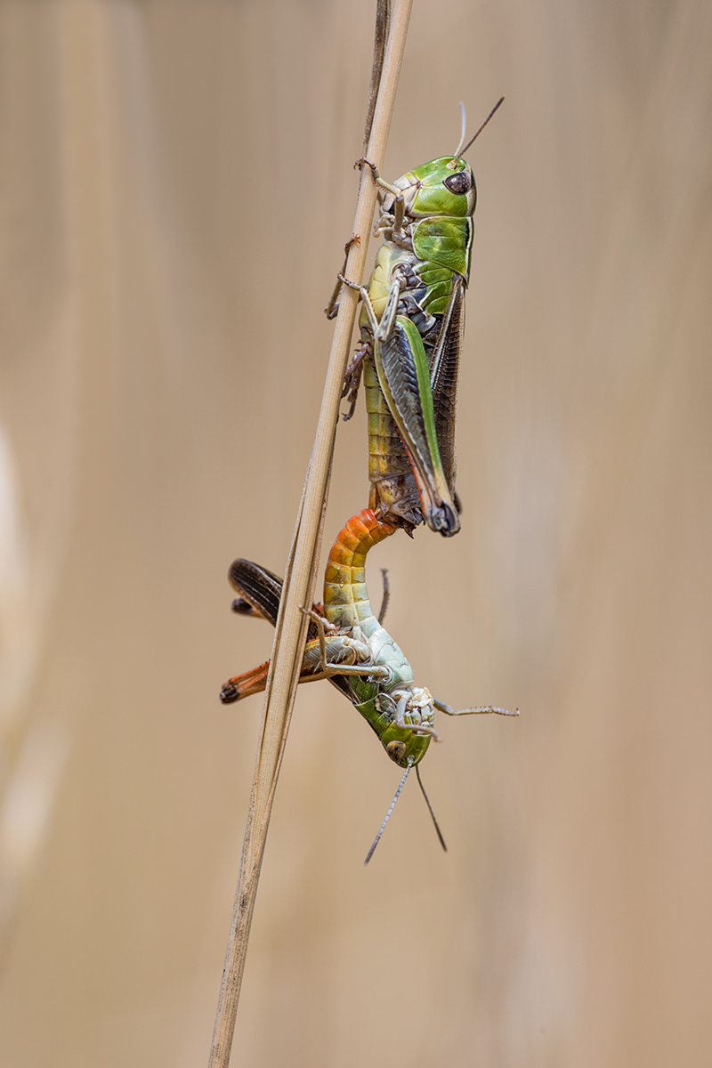 Heidegrashüpfer, (Stenobothrus lineatus).jpg