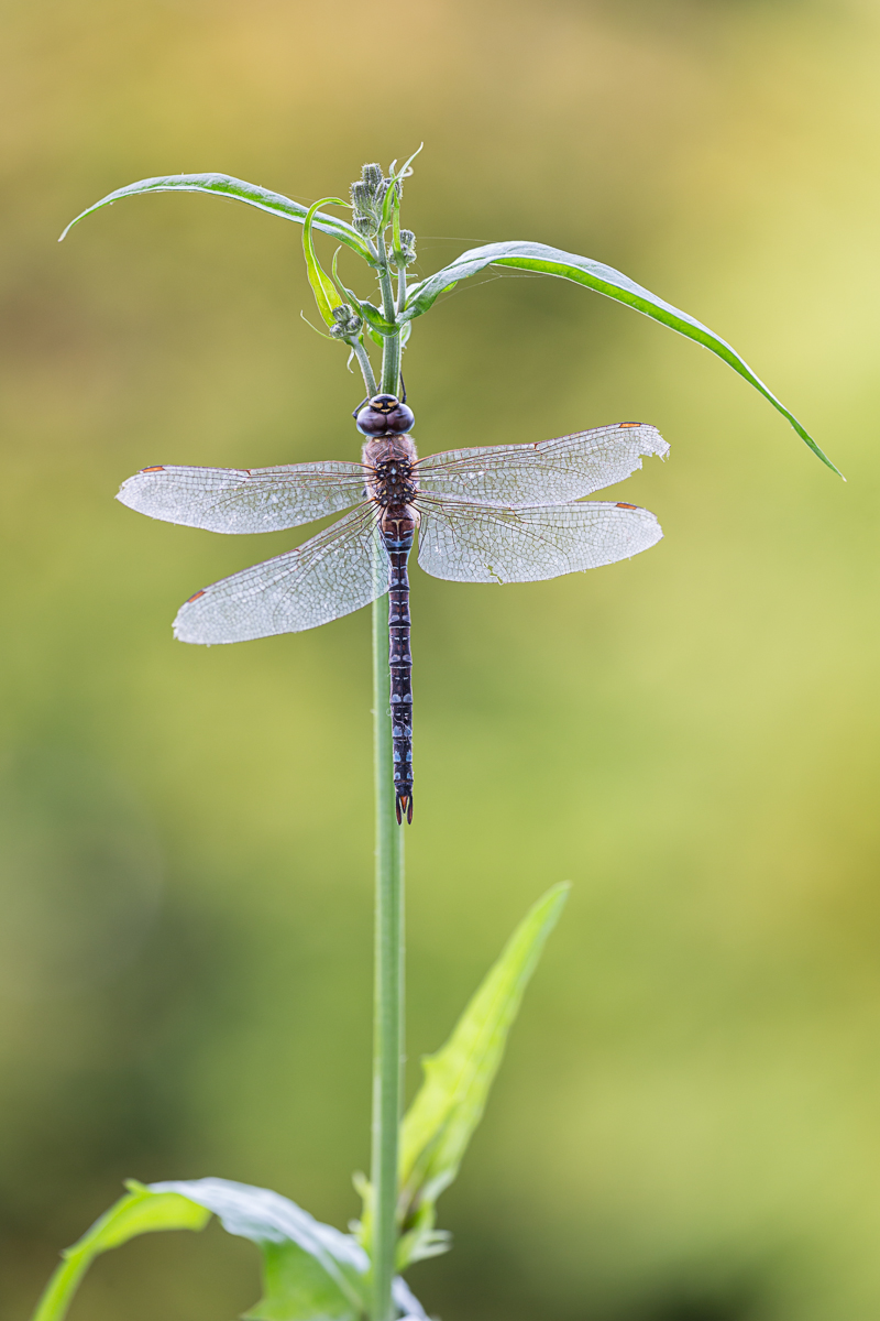 20151012-IMG_7751-b.jpg