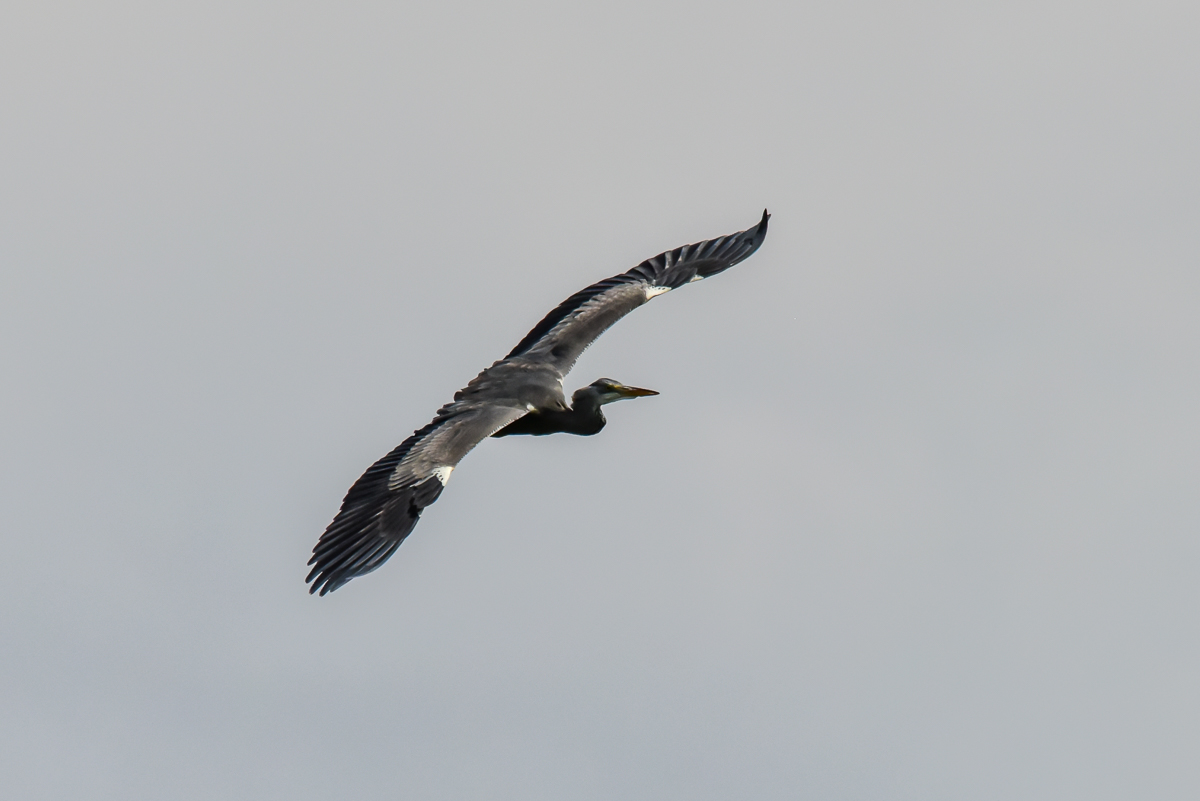 Reiher im Flug 2.jpg