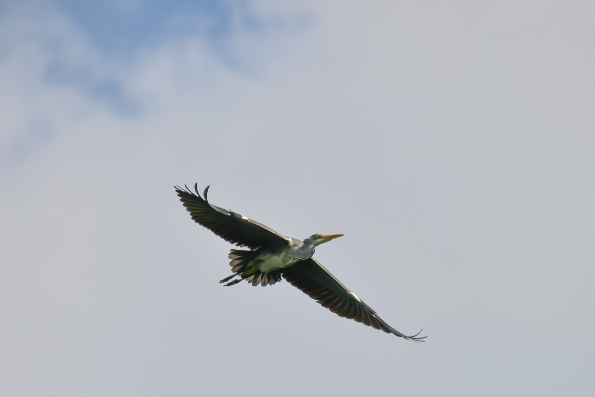 Reiher im Flug.jpg