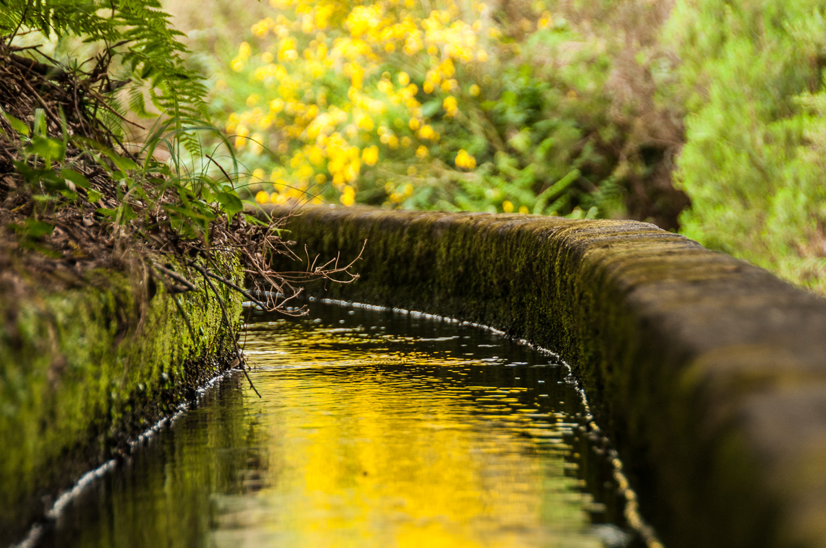 Madeira - Levada.jpg