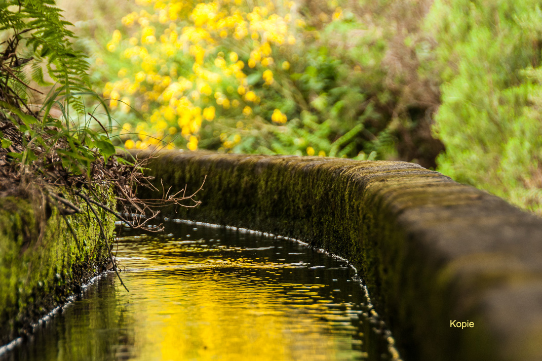 madeira__levada_216.jpg