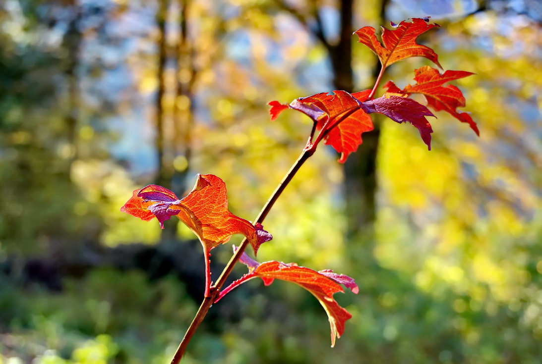 DSC05808 Herbstleuchten... klein beschn.jpg