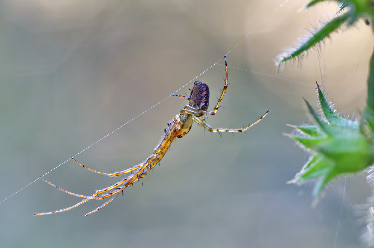 2015_10_26_Herbstspinne_G_06.jpg