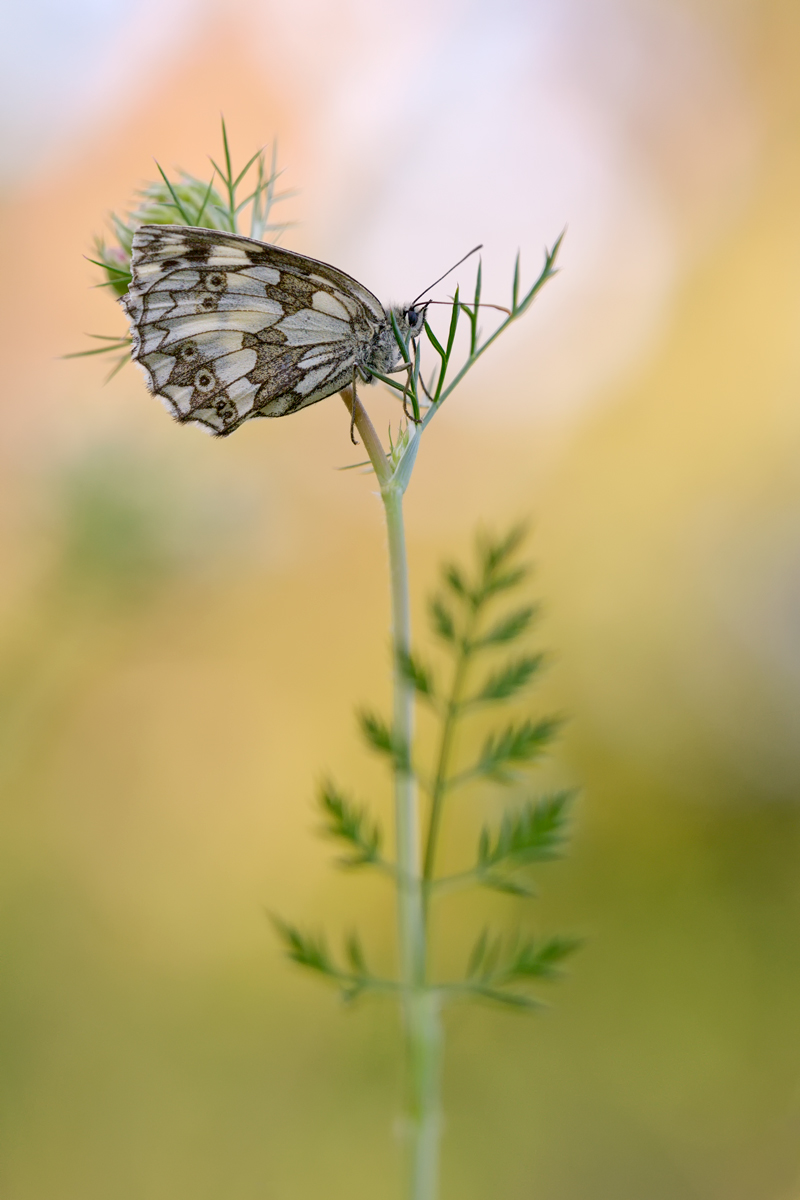 DSC_4908.jpg