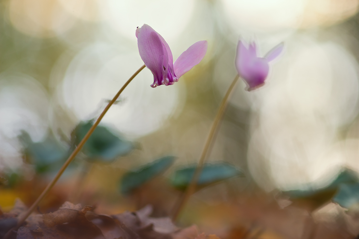 DSC01445.Cyclamen hederifolium.jpg