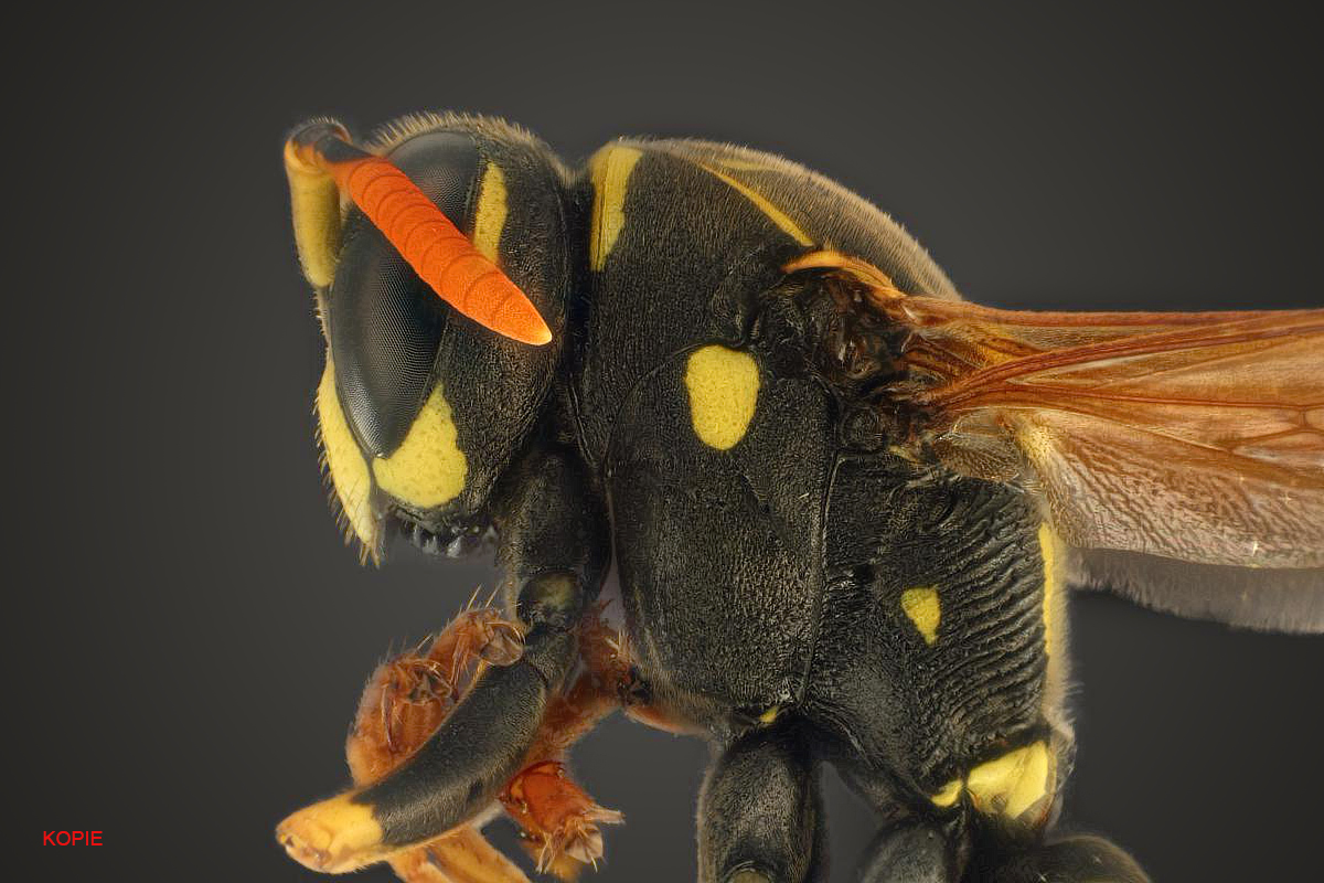 wespe_retusche_119_kopie.jpg