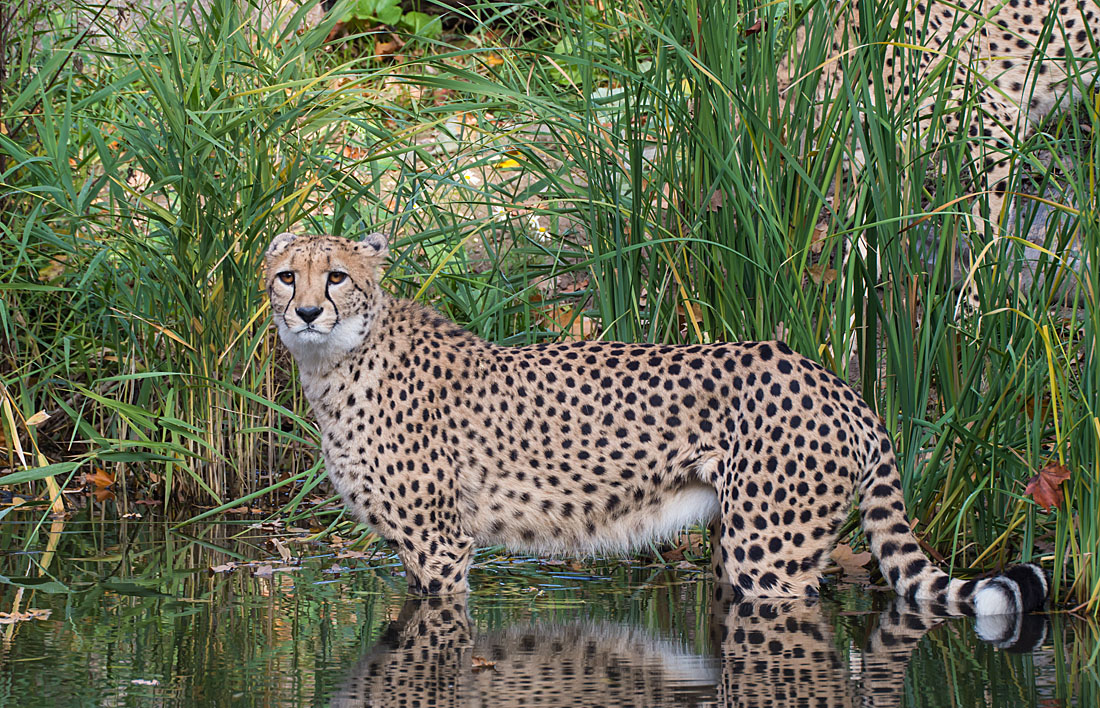 Gepard1_1.jpg