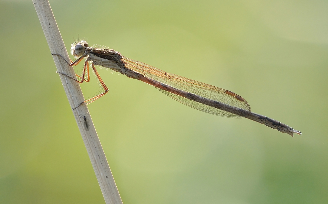 DSC_2442.2.jpg