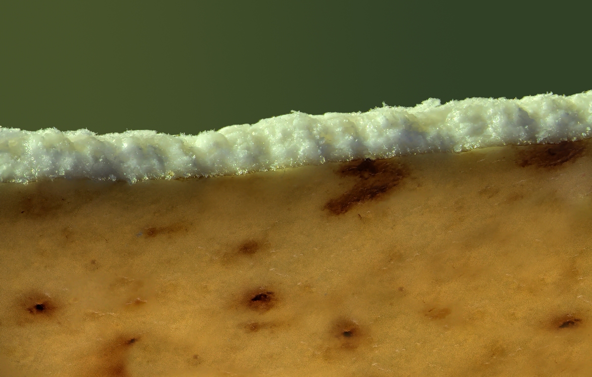 2015-10-25-20.55.41 ZS retouched.jpg