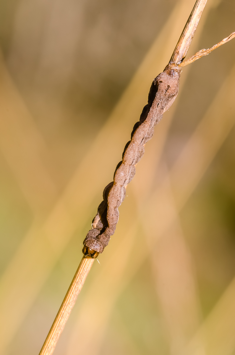 Raupenmumie_02112015.jpg