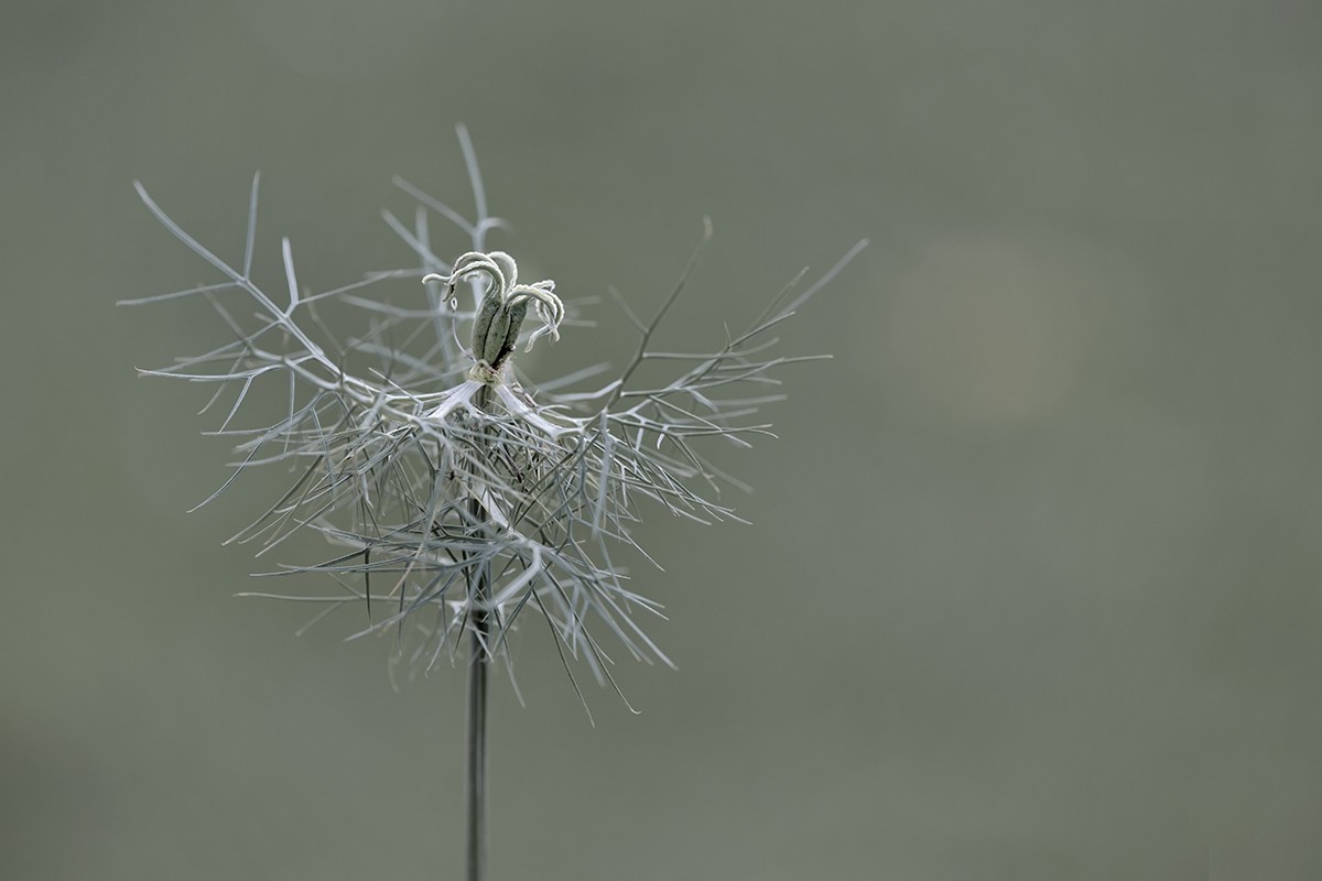 2N4A7339_1200px.jpg