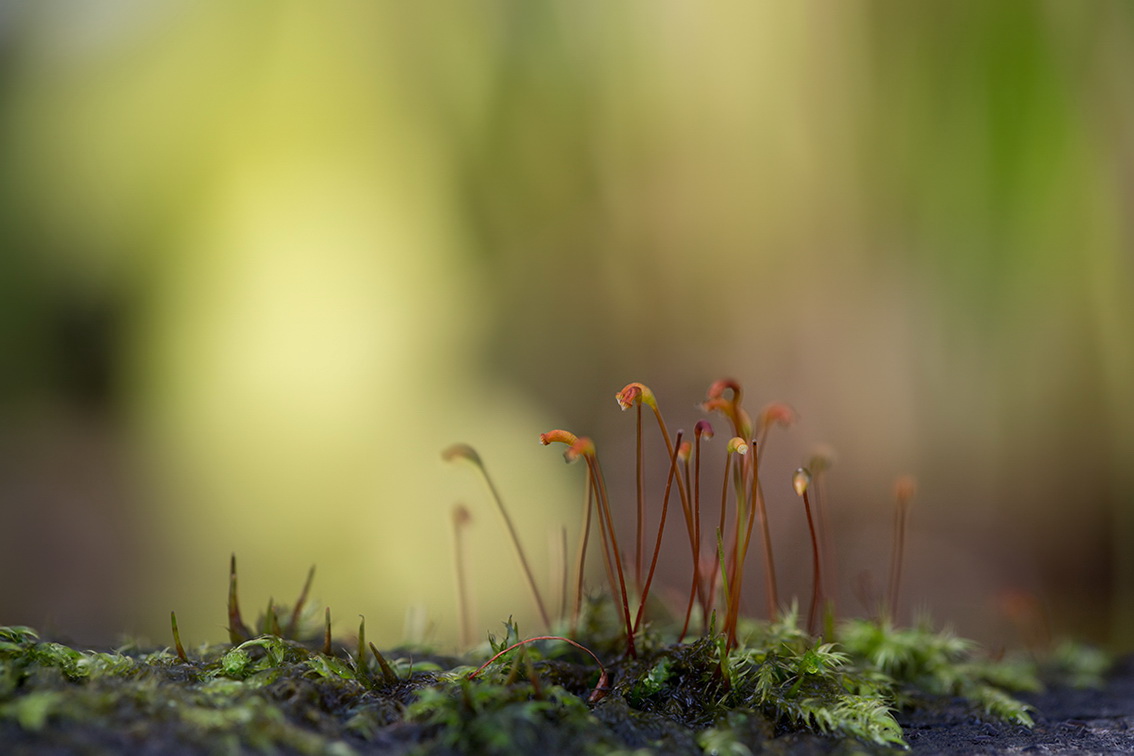 09_11 Moossporen_1200-px.jpg