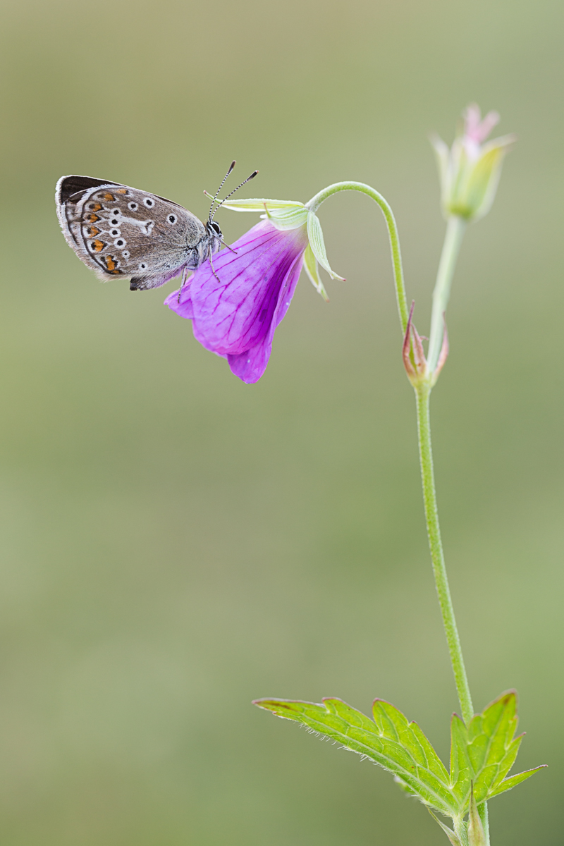 20150629-IMG_0220-b.jpg