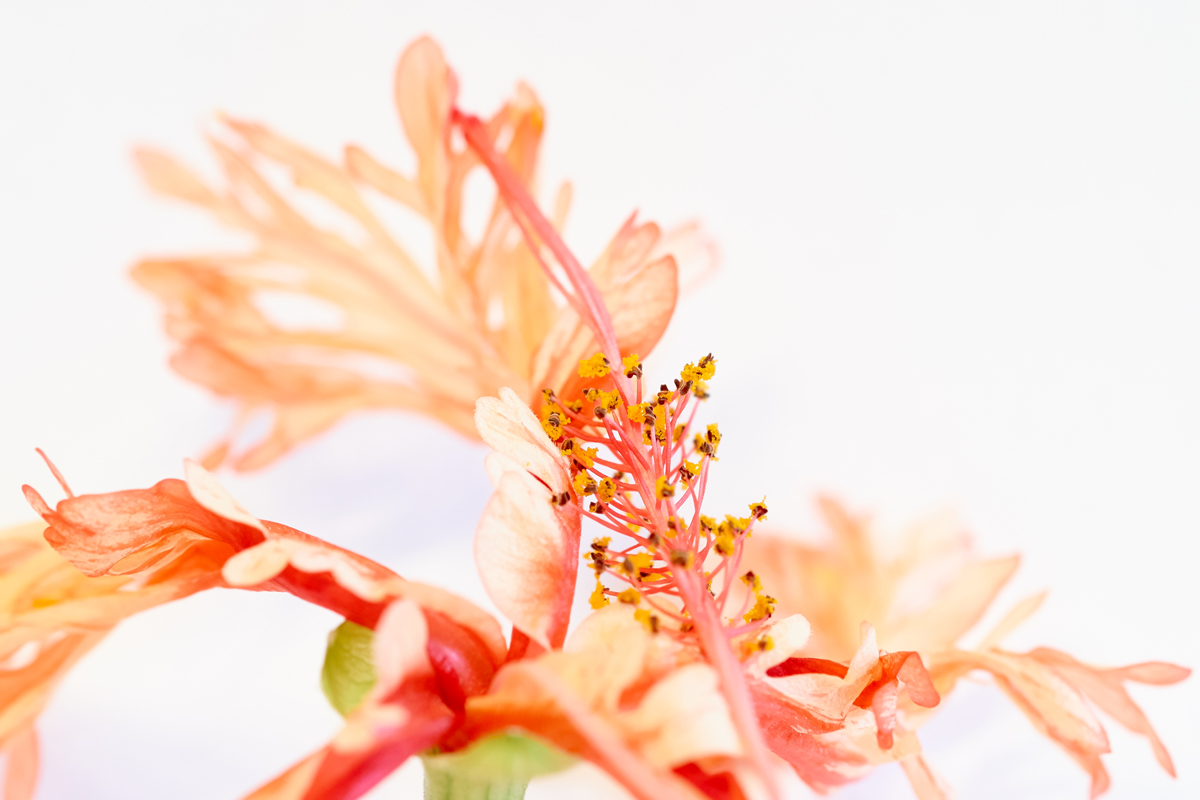 Hibiscus schizopetalus 048490_1200.jpg