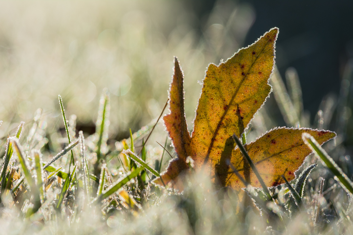 Herbstblatt mit Eis-5512.jpg