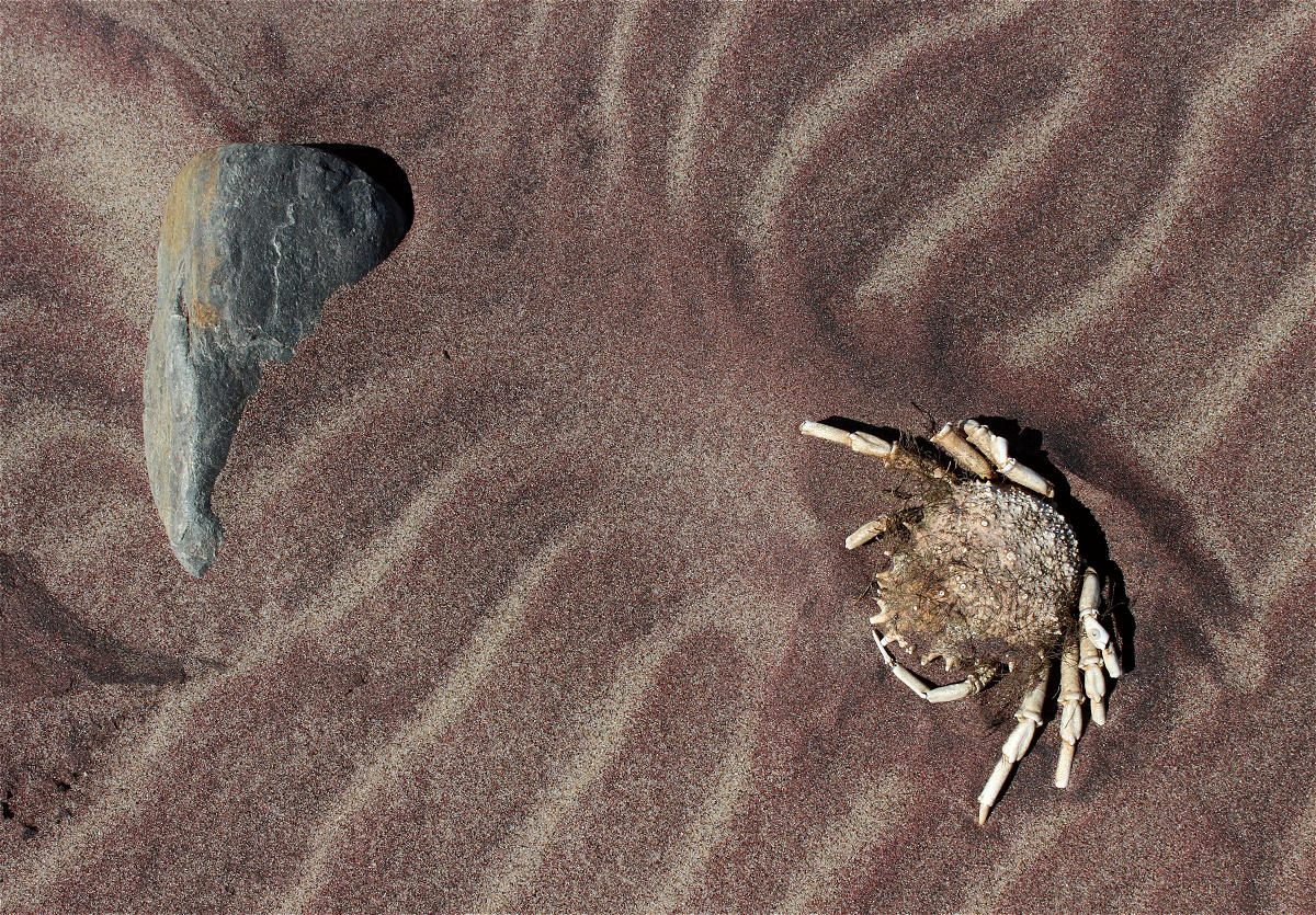 seaspider01makro.jpg