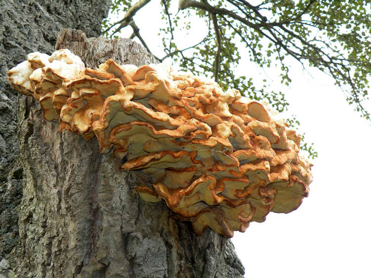 DSCN8968.JPG