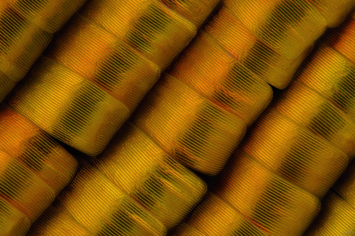 226pics_2steps_Nikonmp40elwd_40zu1_MF.jpg