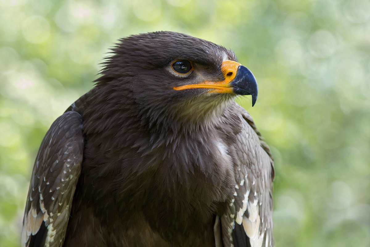 Adler.jpg