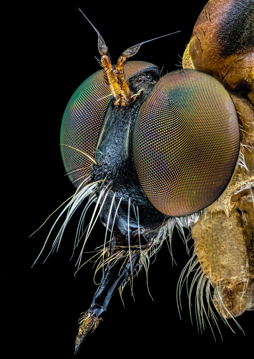 2.Schneider 50, 377 B, 0,015 mm, 3,1.jpg