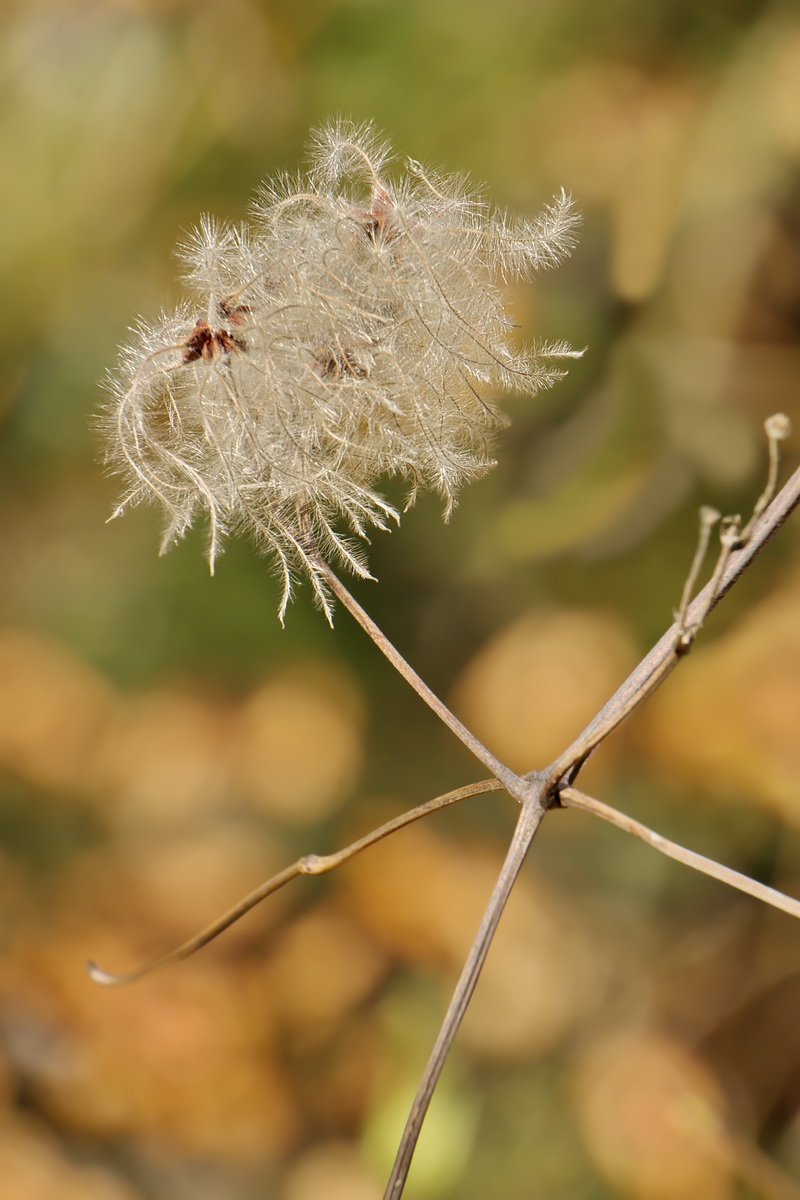DSC06365 Herbstlich im Januar... kl-16.jpg